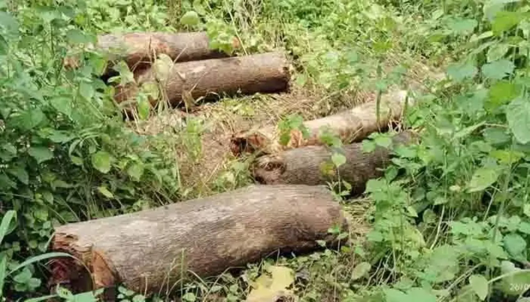 ‘Veerappan-Style’ Timber Mafia Strip Teak Forests