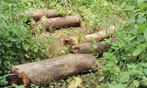 ‘Veerappan-Style’ Timber Mafia Strip Teak Forests