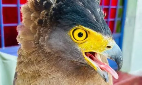 Unusual Eagle Sparks Curiosity, Rescued Safely In Nittamamidi
