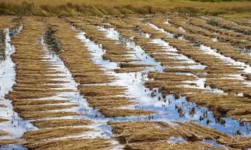 State Orders Rapid Assessment Following Large-Scale Crop Damage