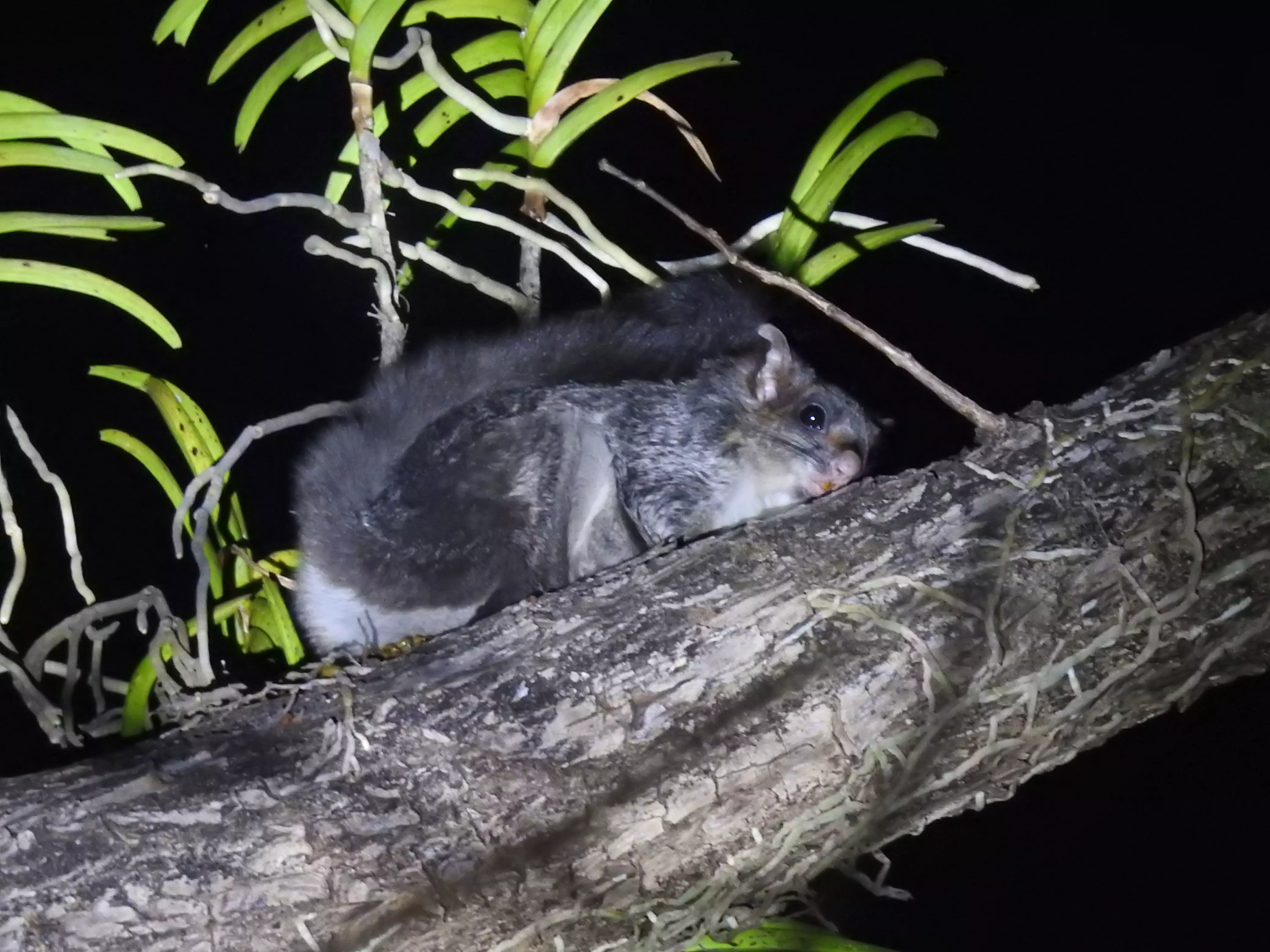 Rare Giant Flying Squirrel, Native Of Western Ghats, Finds Home In Chhattisgarh Reserve Forest Rare Giant Flying Squirrel, Native Of Western Ghats, Finds Home In Chhattisgarh Reserve Forest