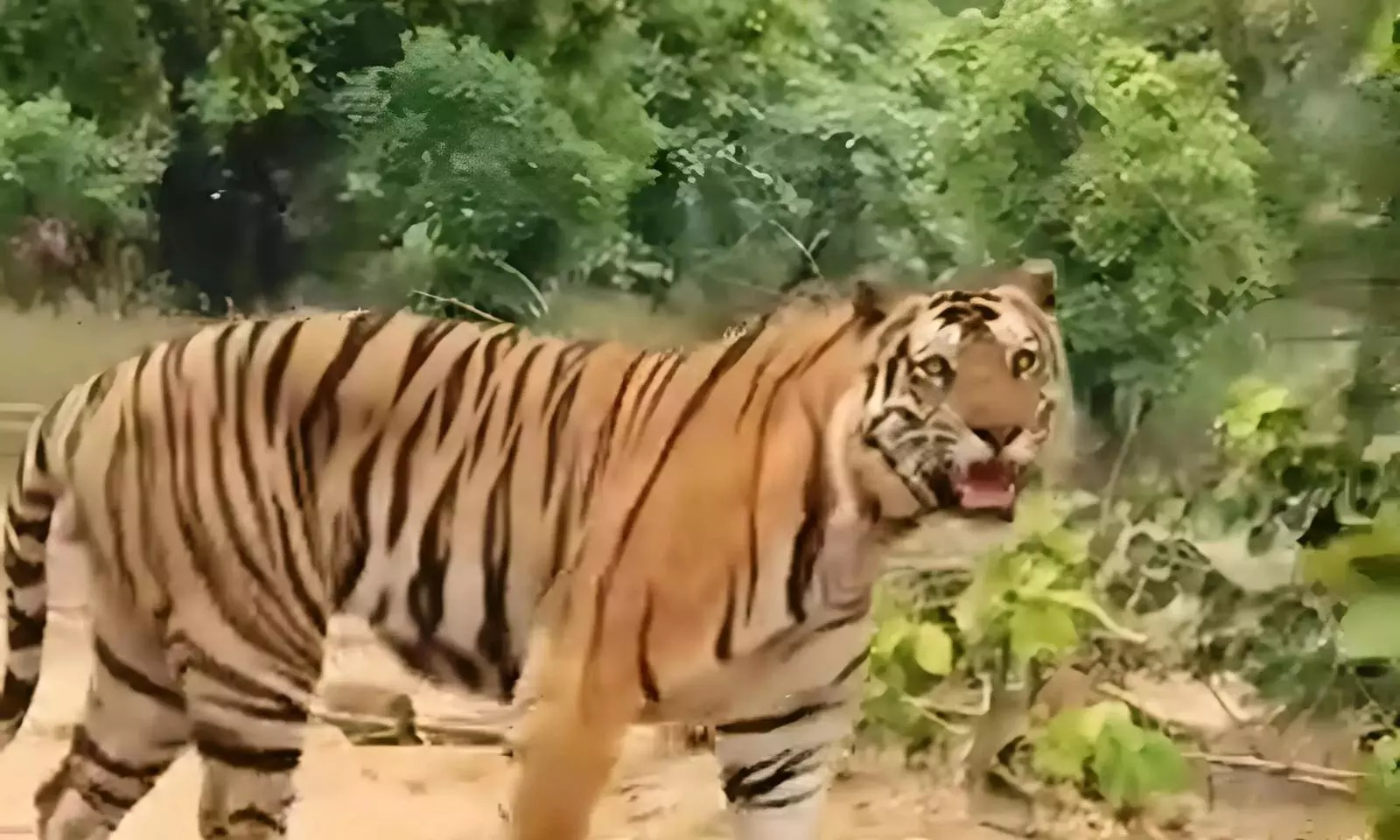 AP Intensifies Efforts to Capture Tiger as It Kills Nine Cattle Recently AP Intensifies Efforts to Capture Tiger as It Kills Nine Cattle Recently