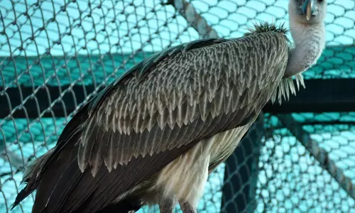 Student Adopts Vulture At Nehru Zoological Park To Mark Family Occasion