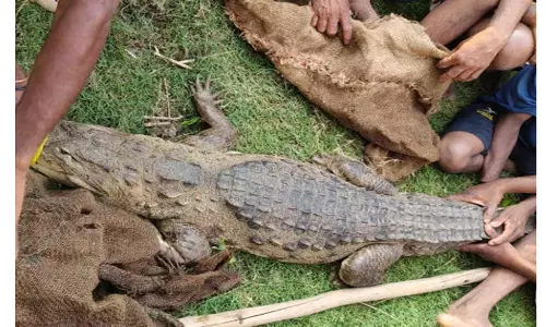 Konaseema: Elusive Crocodile Finally Captured After 6 Months Konaseema: Elusive Crocodile Finally Captured After 6 Months