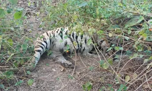 MP/ Radio Collar Fitted With Tigress, Slain In MP Reserve, Hacked? Probe Demanded
