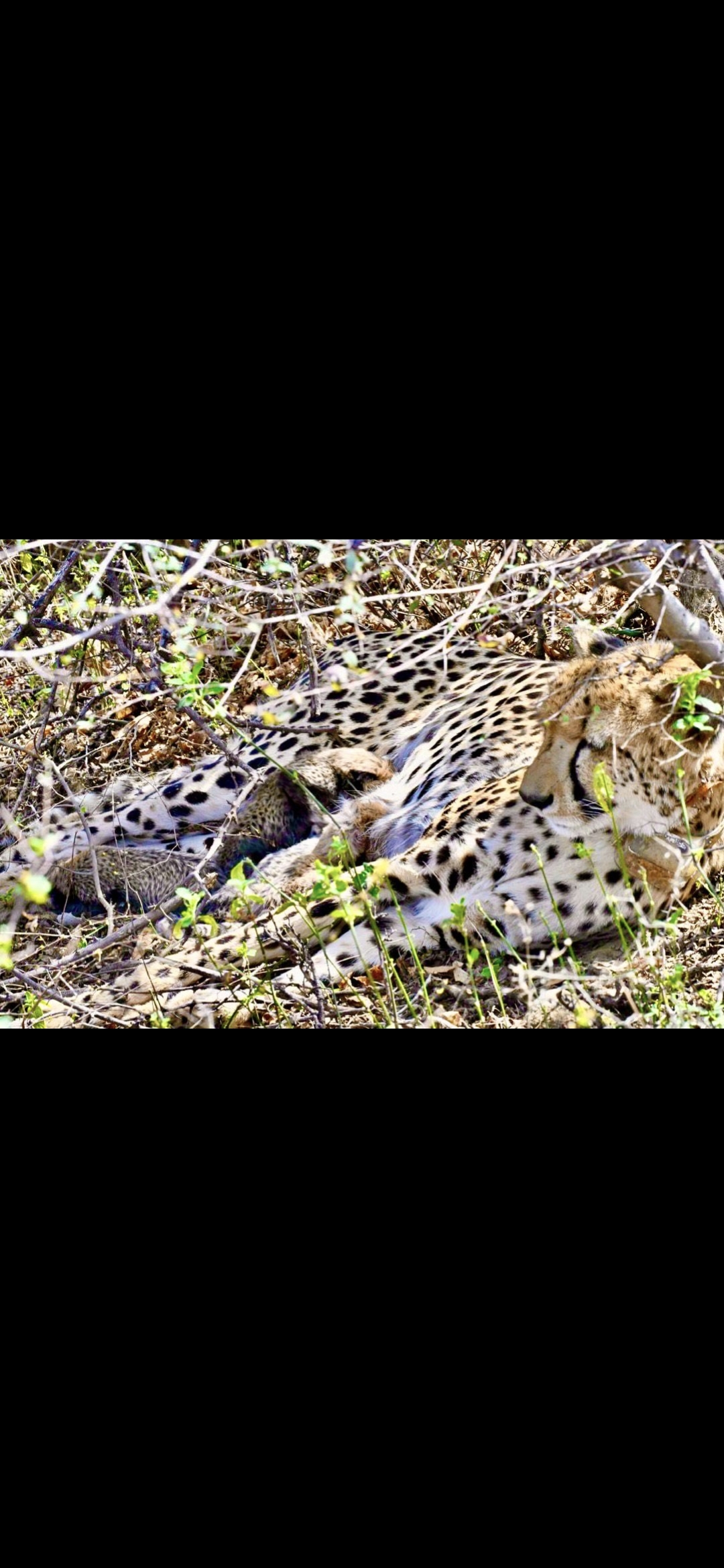 India-Born Female Cheetah Delivers 4 Cubs In Kuno, Population Rises To 57