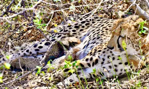 India-Born Female Cheetah Delivers 4 Cubs In Kuno, Population Rises To 57 India-Born Female Cheetah Delivers 4 Cubs In Kuno, Population Rises To 57