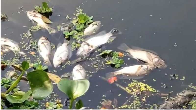 Mass Fish Death In Odisha’s Paradip Creek Sparks Environmental Alarm
