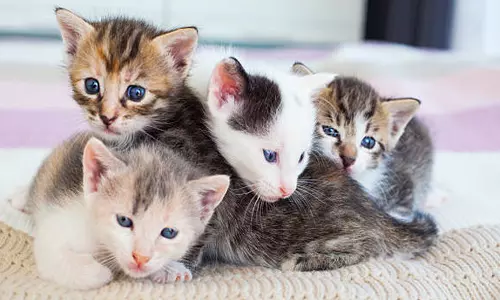 A Tail of Dispute: When Kitten Care Became a Police Matter