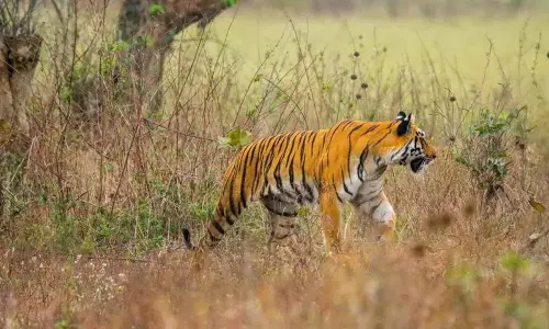AP Seeks Report on Suspicious Death of Tigers in NSTR