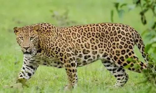 A Leopard Stays Into A House In Mysuru, Rescued A Leopard Stays Into A House In Mysuru, Rescued