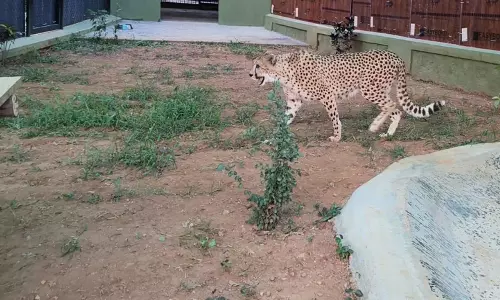 Bannerghatta Zoo Welcomes 4 Cheetahs; Jaguars, Pumas To Follow Bannerghatta Zoo Welcomes 4 Cheetahs; Jaguars, Pumas To Follow