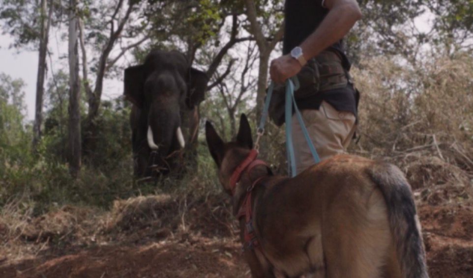 Trained Belgian Malinois Dog Makes History in Elephant Capture Operation in Hassan