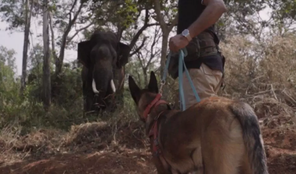 Trained Belgian Malinois Dog Makes History in Elephant Capture Operation in Hassan Trained Belgian Malinois Dog Makes History in Elephant Capture Operation in Hassan