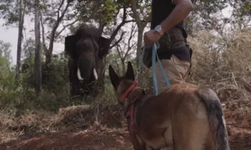 Trained Belgian Malinois Dog Makes History in Elephant Capture Operation in Hassan