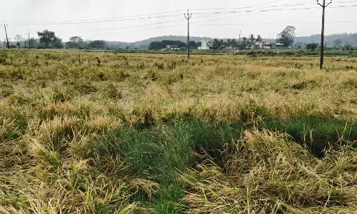 Hailstorm Hits Nizamabad Rural Areas
