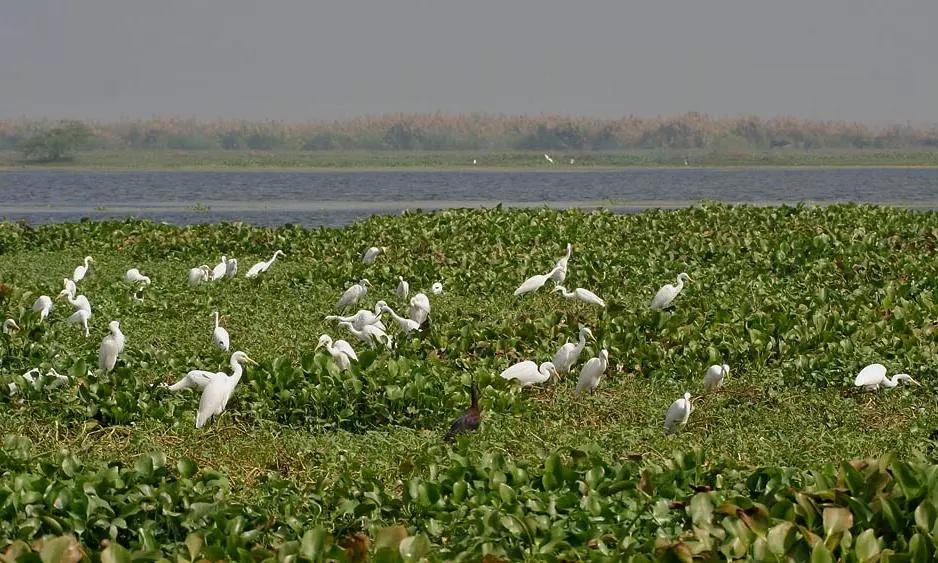 AP Writes to Centre To Reduce Kolleru Wildlife Sanctuary Limits by 20,000 Acres