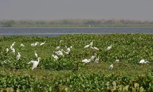 AP Writes to Centre To Reduce Kolleru Wildlife Sanctuary Limits by 20,000 Acres