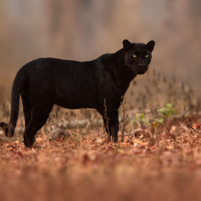 Vizag Zoo Welcomes Black Panther
