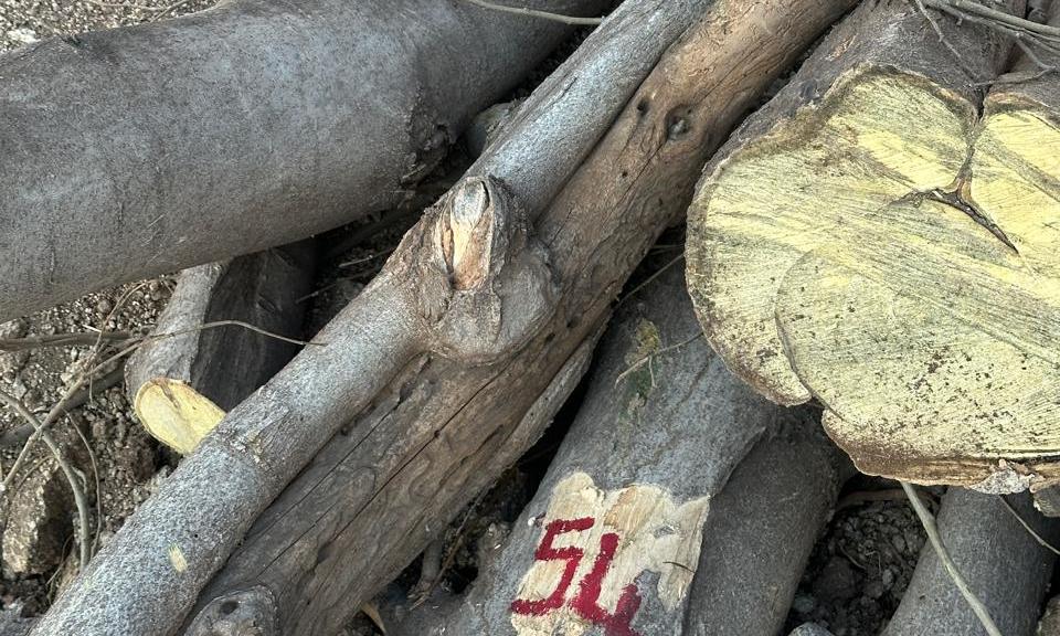 Ballari: 25 Trees Cut Without Permission, FIR Lodged