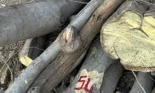Ballari: 25 Trees Cut Without Permission, FIR Lodged Ballari: 25 Trees Cut Without Permission, FIR Lodged
