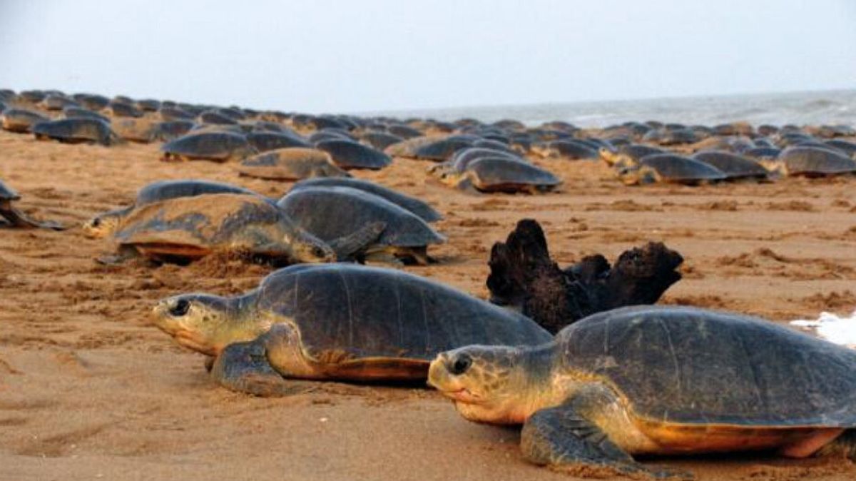 Non-Appearance Of Olive Ridley Turtles For Mass Nesting In Gahiramatha