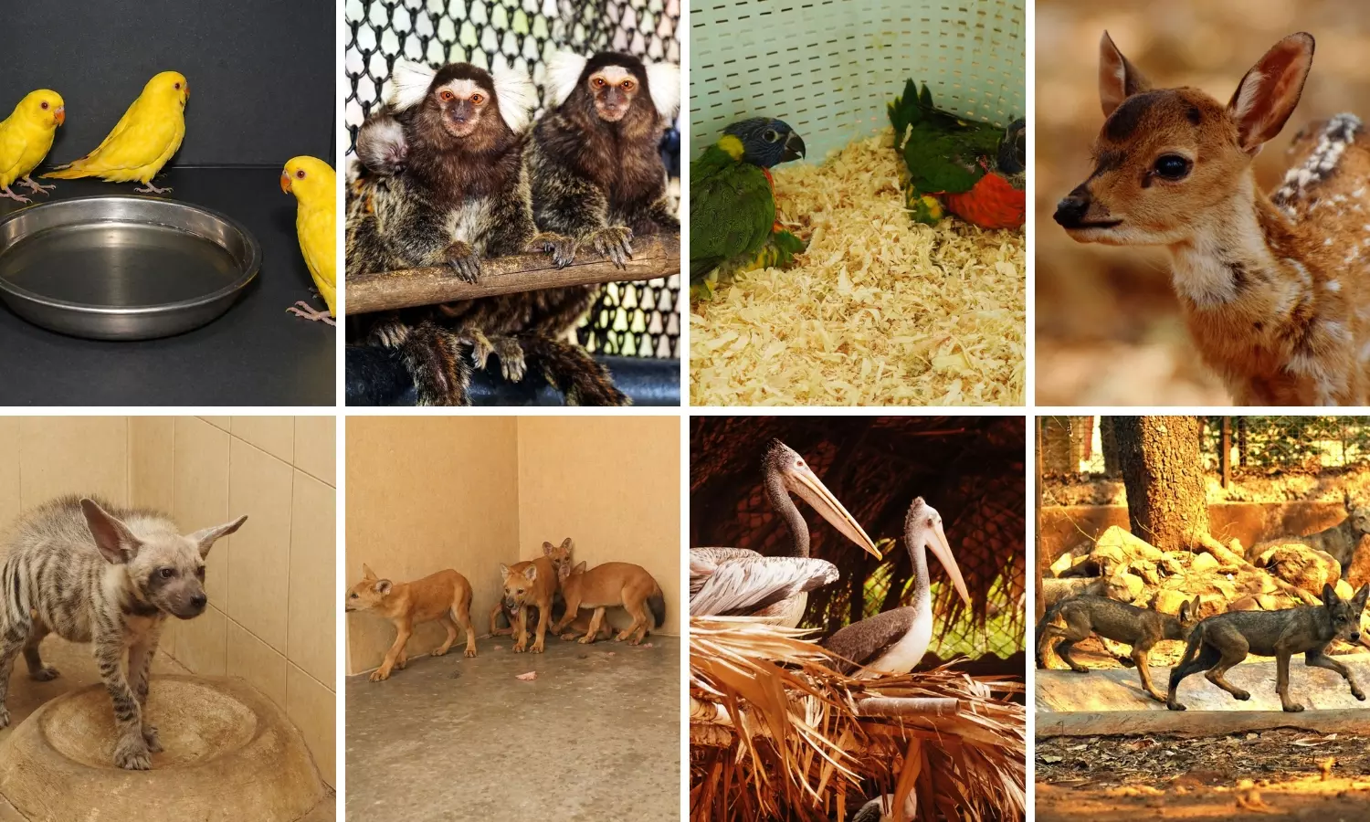 Visakhapatnam Zoo Celebrates Births of Rare Species Visakhapatnam Zoo Celebrates Births of Rare Species