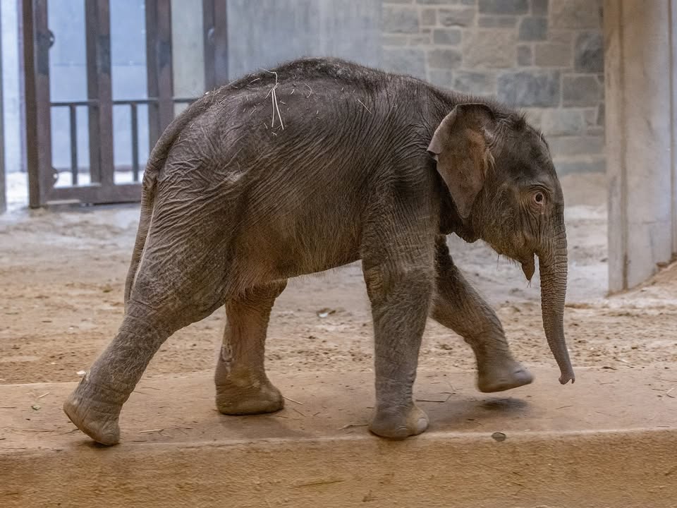First Calf in 25 Years, Linh Mai Makes Public Debut at Smithsonian National Zoo