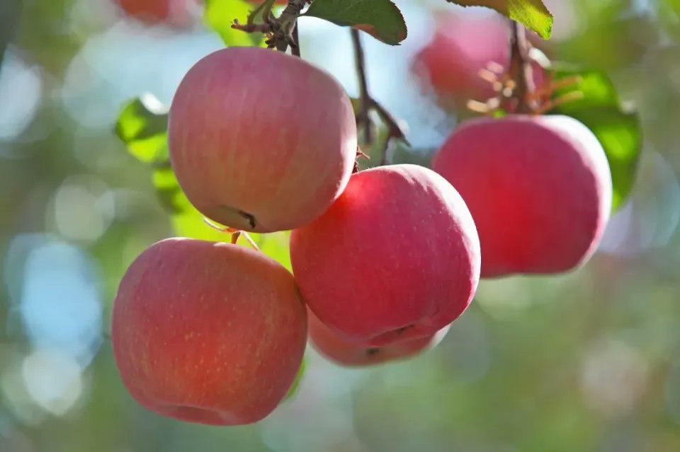 Andhra Govt Evaluating Apple Cultivation After Rayalaseema Farmer Succeeds With Temperate Climate Fruit