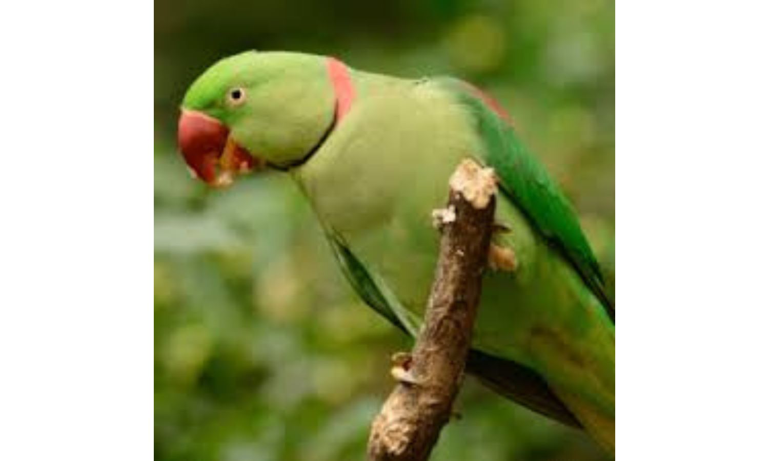 Parrots Are Wild Animals, Rules Bombay HC