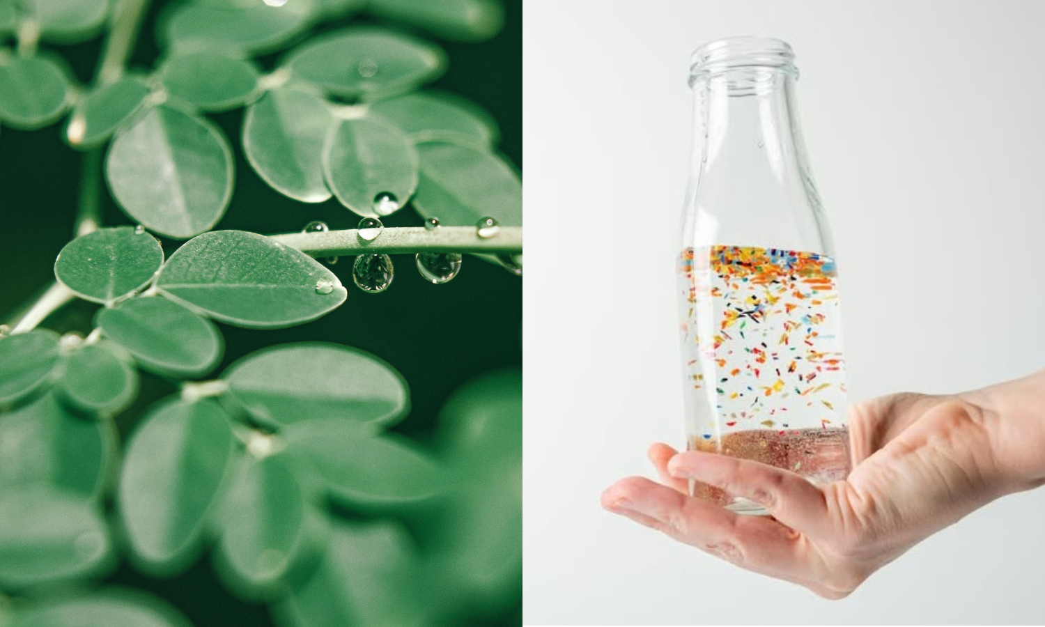 Microplastics Everywhere: Scientists Turn to Moringa for Relief