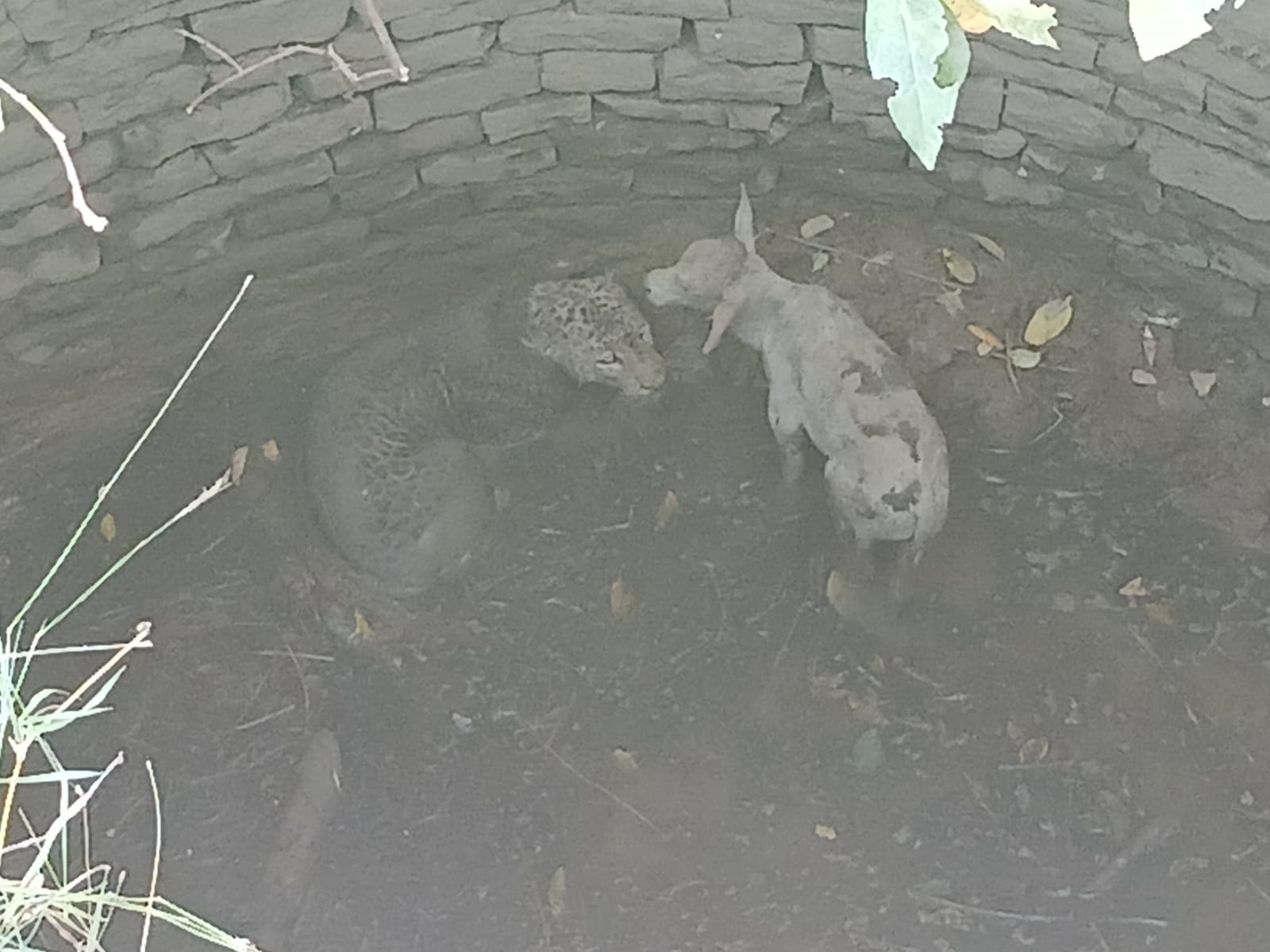 MP: Leopard, Calf Coexist Harmoniously Inside Well For 15 Hours