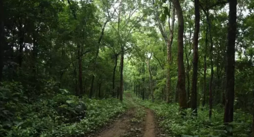Supreme Court Calls for Protection of Forests Across Country Supreme Court Calls for Protection of Forests Across Country