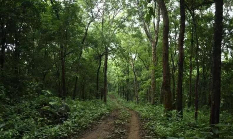 Foresters Reclaim 1,000 Acres in Adilabad