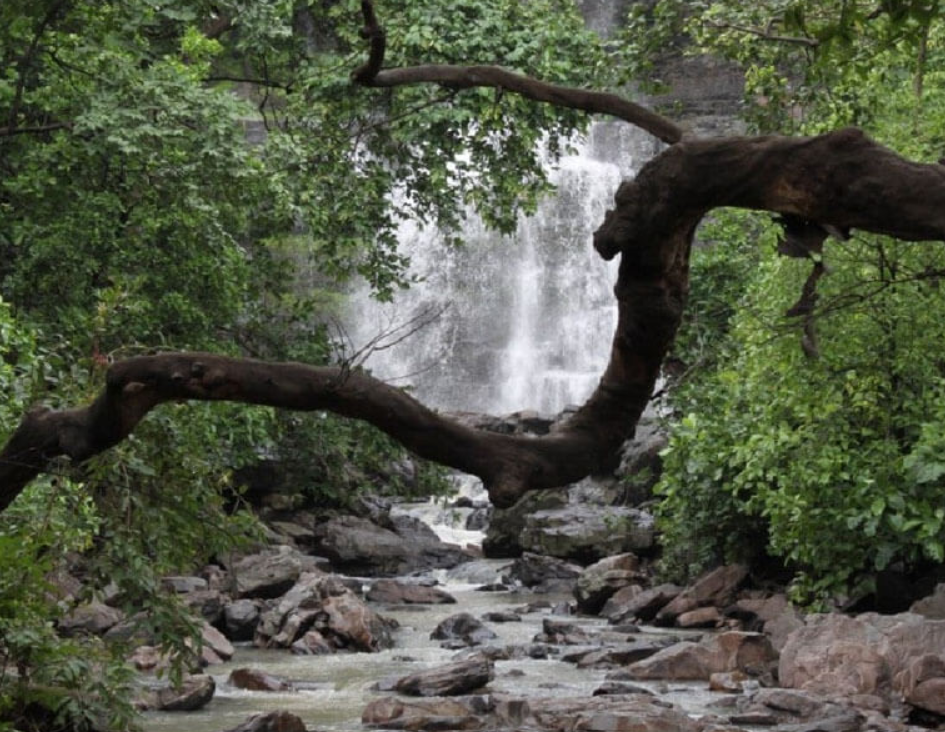 C’garh Sanctuary Revives Endangered Blackbuck, Gone Extinct Locally 56 Years Ago, Finds Mention In PM’s ‘Maan Ki Baat’