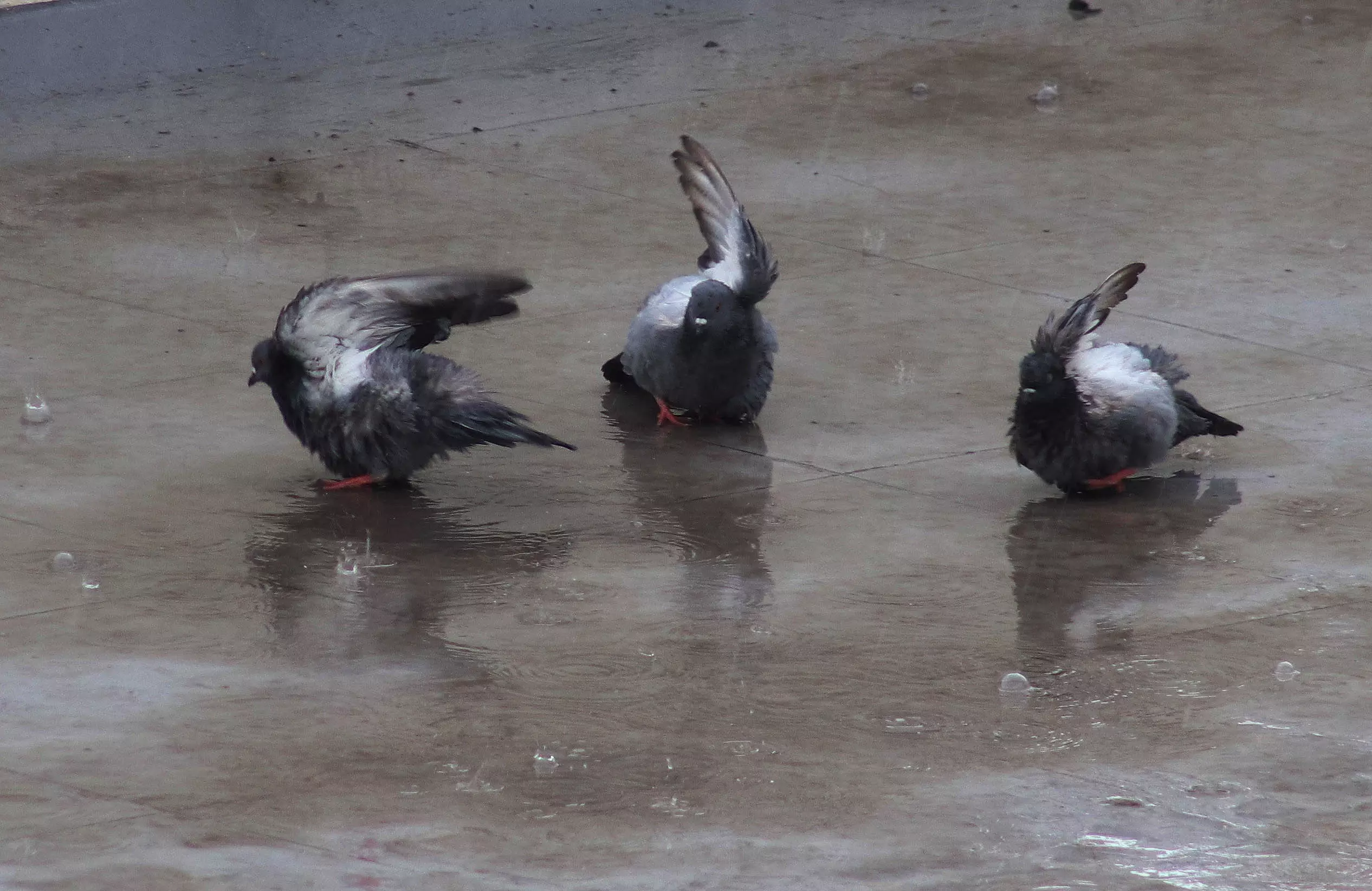 Gusty Winds And Showers Hit Hyderabad Gusty Winds And Showers Hit Hyderabad