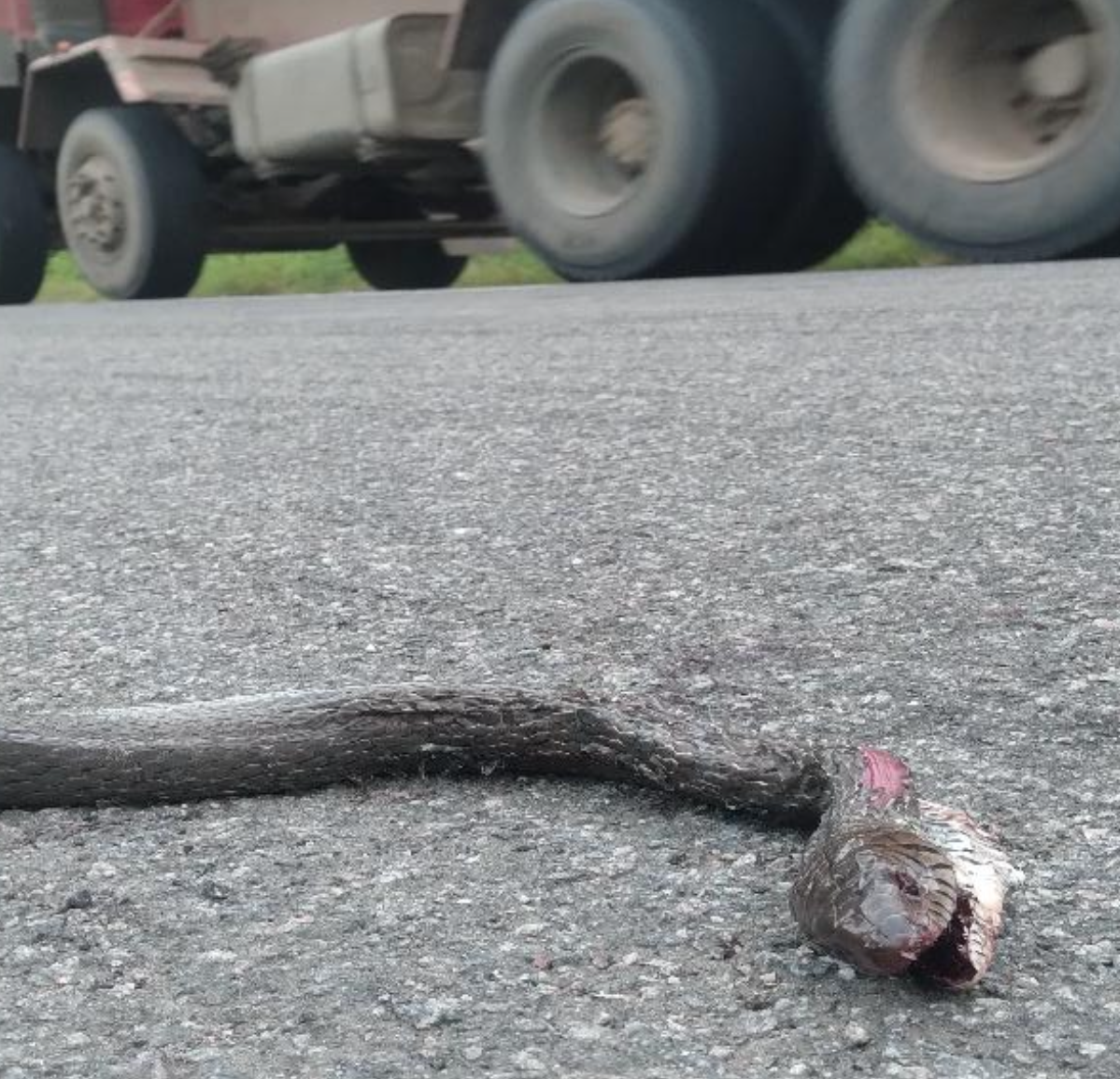 High Wildlife Road kills Reported In Kawal Tiger Reserve