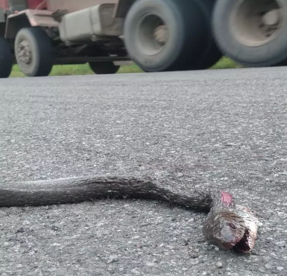 High Wildlife Road kills Reported In Kawal Tiger Reserve High Wildlife Road kills Reported In Kawal Tiger Reserve