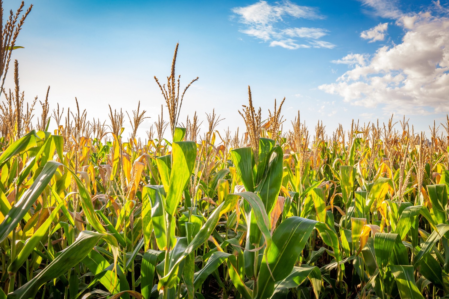 Fire Destroys Maize Crop in Mahabubabad; Power Dept Rejects Short Circuit Claim