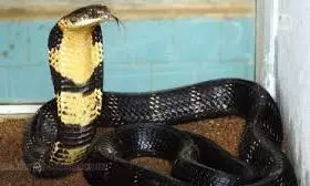 Heat Drives Snakes Into Homes: Keralam Reports Rising Deaths