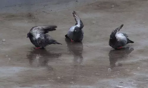 Gusty Winds And Showers Hit Hyderabad