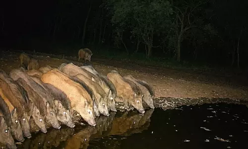 Forest Dept Steps Up Surveillance After Leopard Poaching in Kawal Tiger Reserve Forest Dept Steps Up Surveillance After Leopard Poaching in Kawal Tiger Reserve