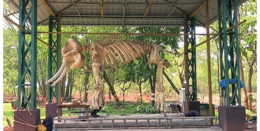 Elephant ‘Ramu’ Skeleton Rebuilt for Display in Bhubaneswar Nature Camp