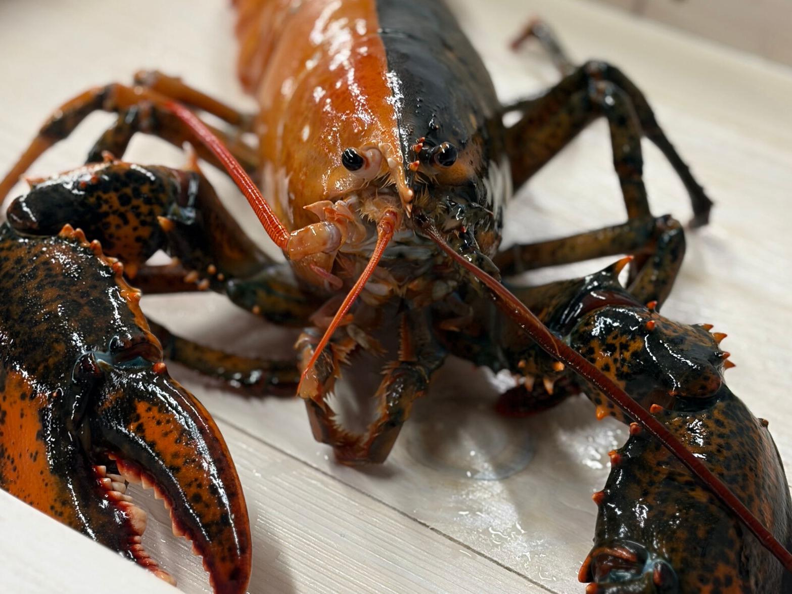 Rare Two-Colored Lobster Caught By Fishermen Off Cape Cod Donated To Aquarium