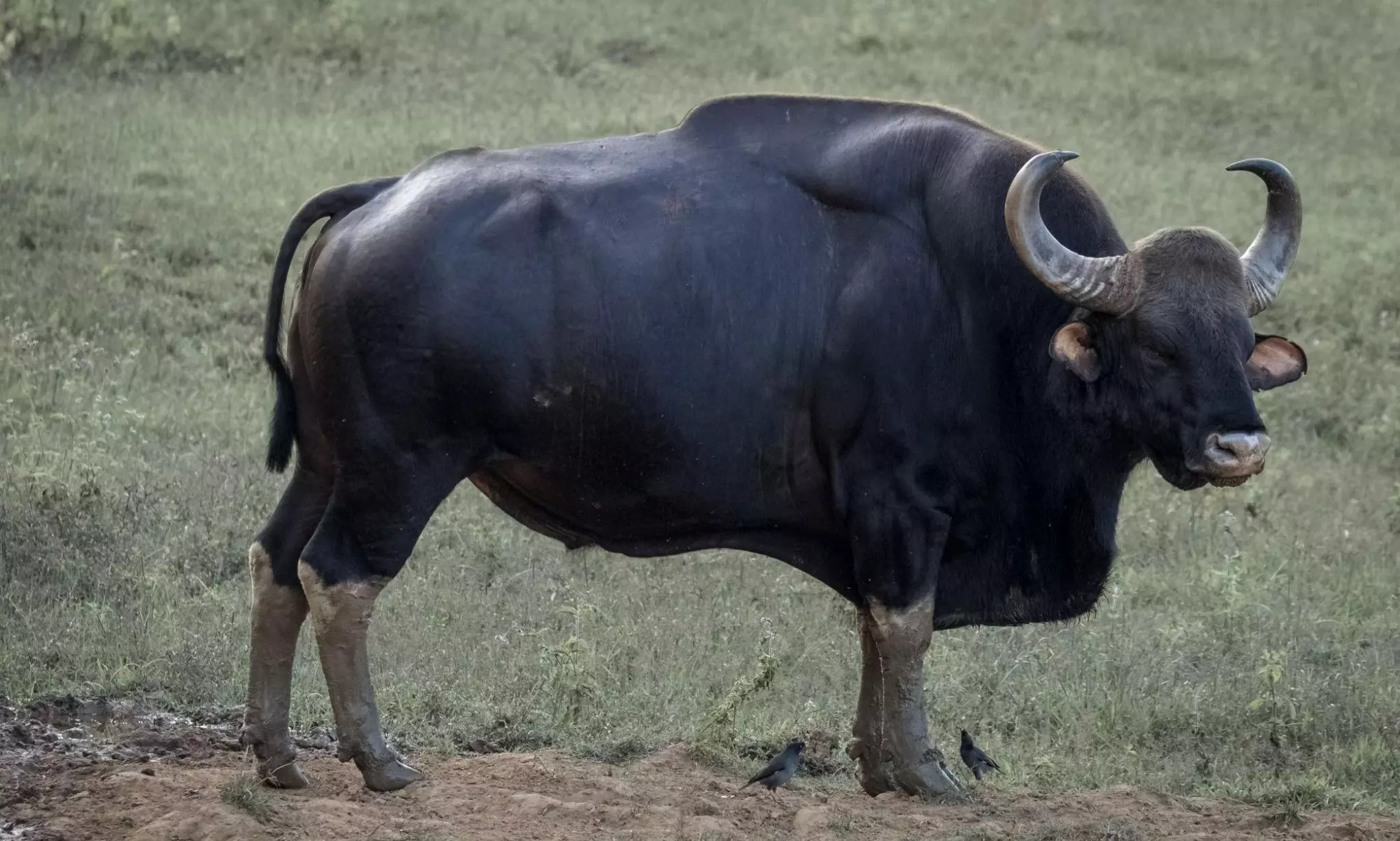 AP To Reintroduce Gaurs in NSTR After 100 Years AP To Reintroduce Gaurs in NSTR After 100 Years