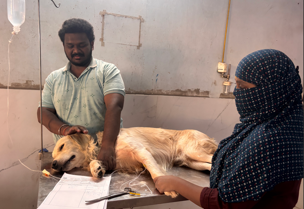Heatwave Scorches Hyderabad's Pets, Strays