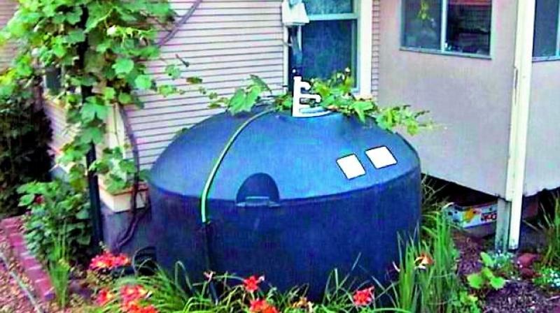 Rain Harvesting Turns Apartment Into Oasis Amid Drought