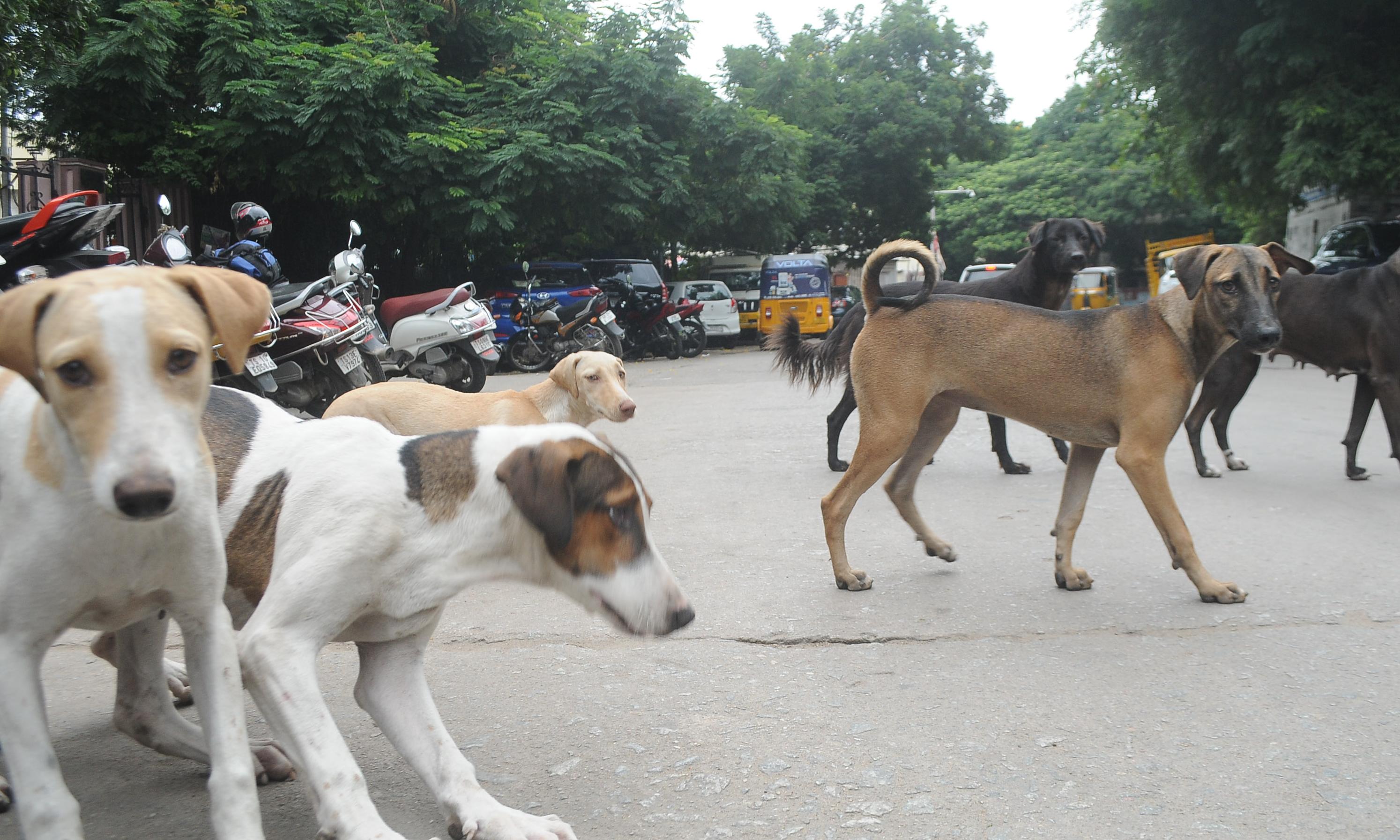 GHMC Organises Indie pup Adoption, Stray Dog Sterilisation And Anti-Rabies Vac Drive