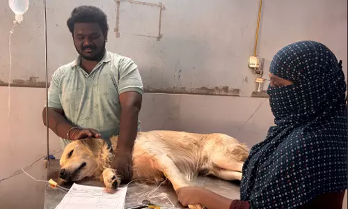 Heatwave Scorches Hyderabads Pets, Strays Heatwave Scorches Hyderabads Pets, Strays