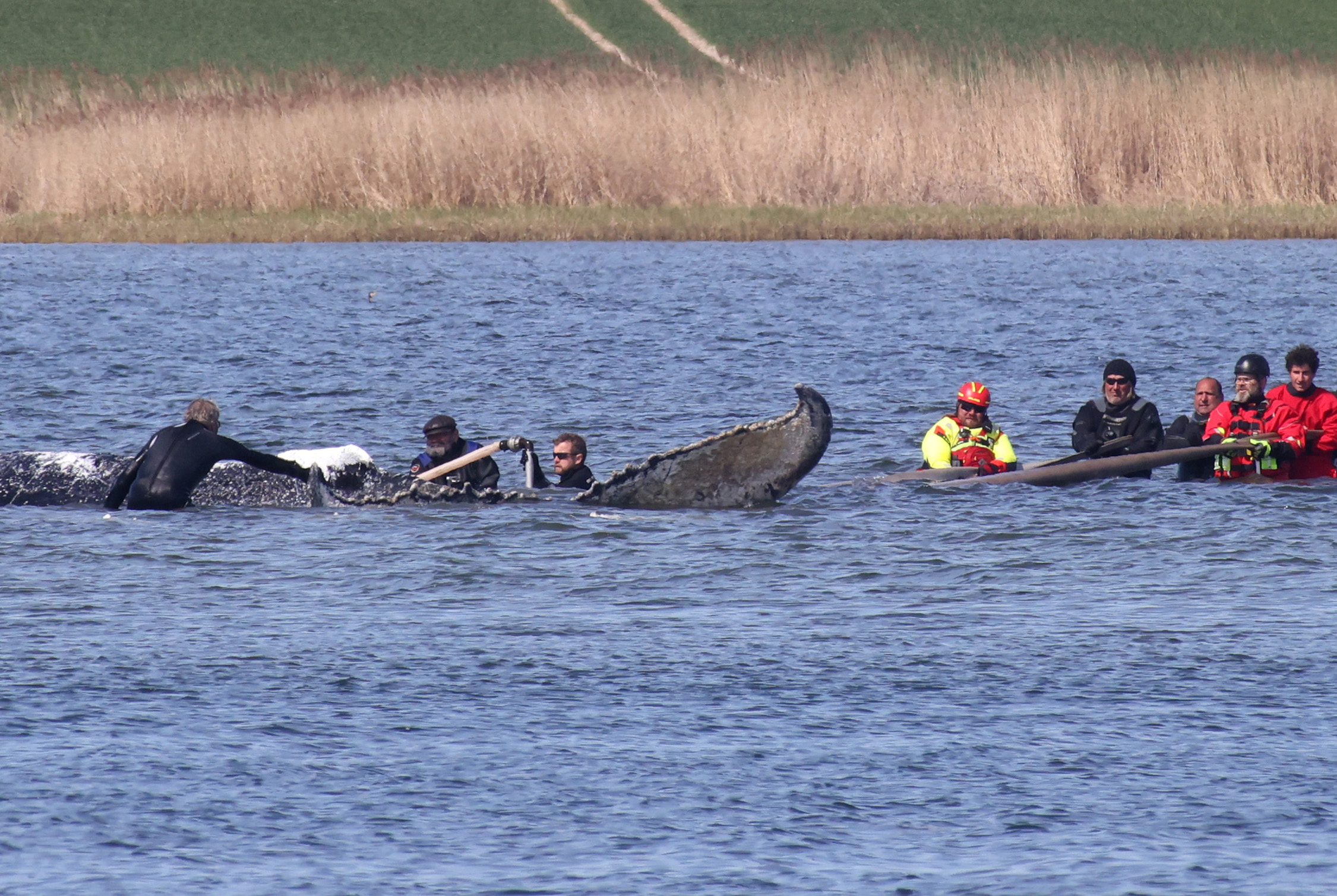 Germany Holds Breath As Stranded Whale 'Timmy' Sets Off In Barge